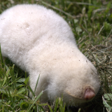 Redak primerak: Albino slepo kuče pronađeno u Srbiji 5
