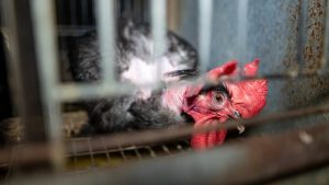 Snimci koje je objavila organizacija Open Wing Alliance otkrivaju sistematsko zlostavljanje i zdravstvene rizike u korporativnim postrojenjima za proizvodnju jaja širom sveta.