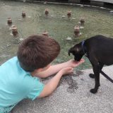 Festival pasa svih rasa "Ulični psi" počinje sutra na Kalemegdanu 6