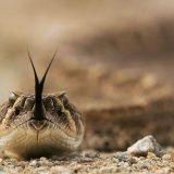 Oni čuvaju najopasnije zvečarke Arizone 4