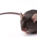Kako pamtimo - otkriva istraživanje na miševima 4
