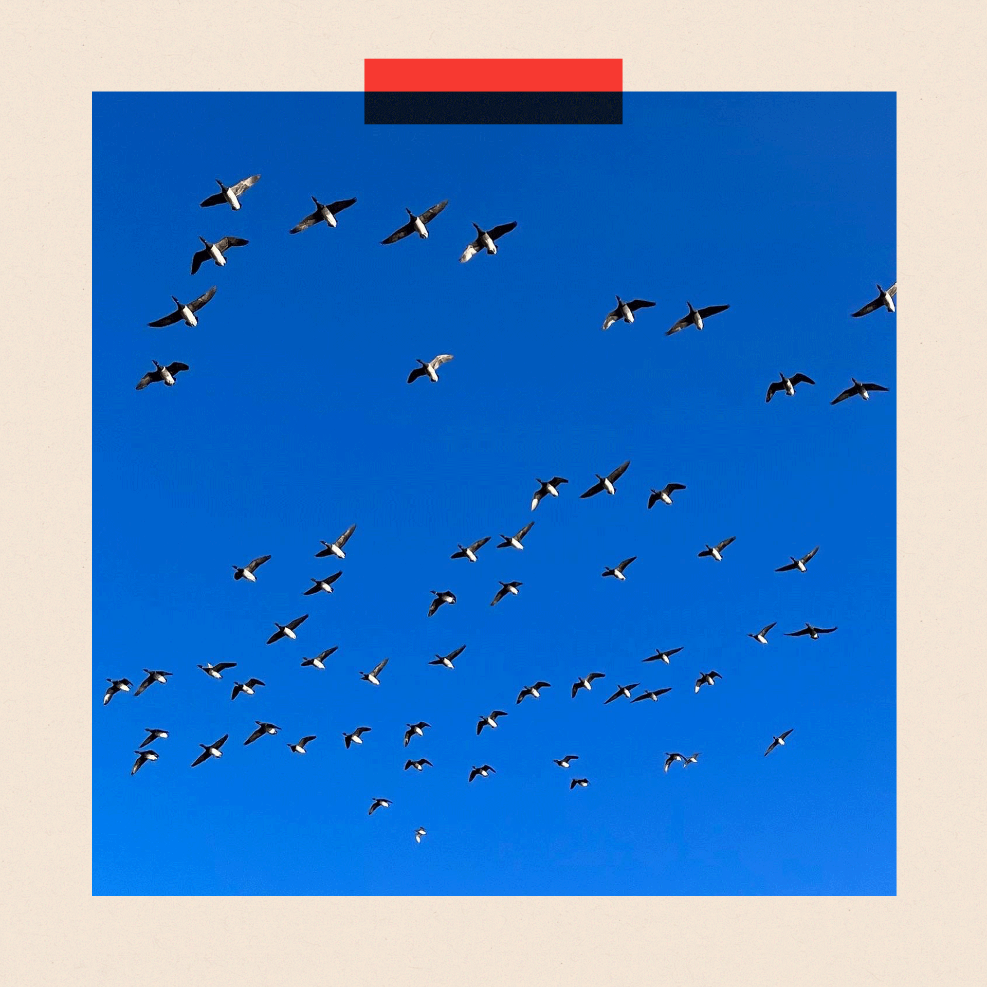 'Proveo sam 30 godina tražeći tajnu sreće – odgovor nije onaj koji sam očekivao' 2 Ptice lete