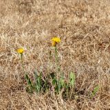 Pet gradova sa najmanje padavina: Da li Jugoistočna Srbija po klimi postaje slična Španiji i Grčkoj? 5