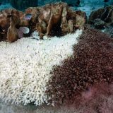 'Tračak nade' za morski život na konferenciji UN o okeanima 6