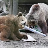 'Treba mi nešto slatko': Mrki medvedi pobegli i pojeli nedeljnu zalihu meda 6