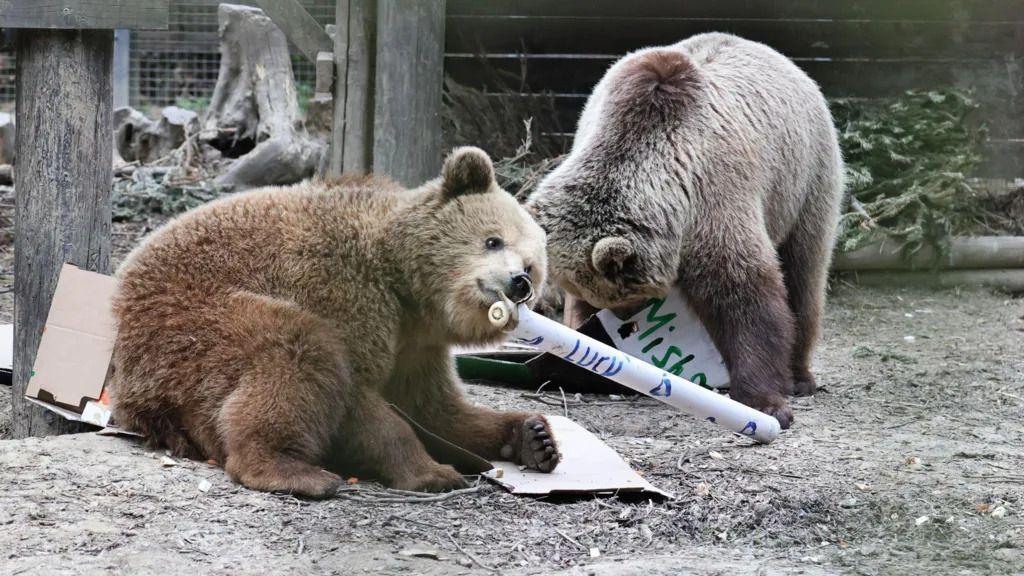 'Treba mi nešto slatko': Mrki medvedi pobegli i pojeli nedeljnu zalihu meda 1 Dva smeđa medveda