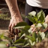 Beograd dobija urbanu mikro-šumu: Velika ekološka akcija na Vidovdan 3