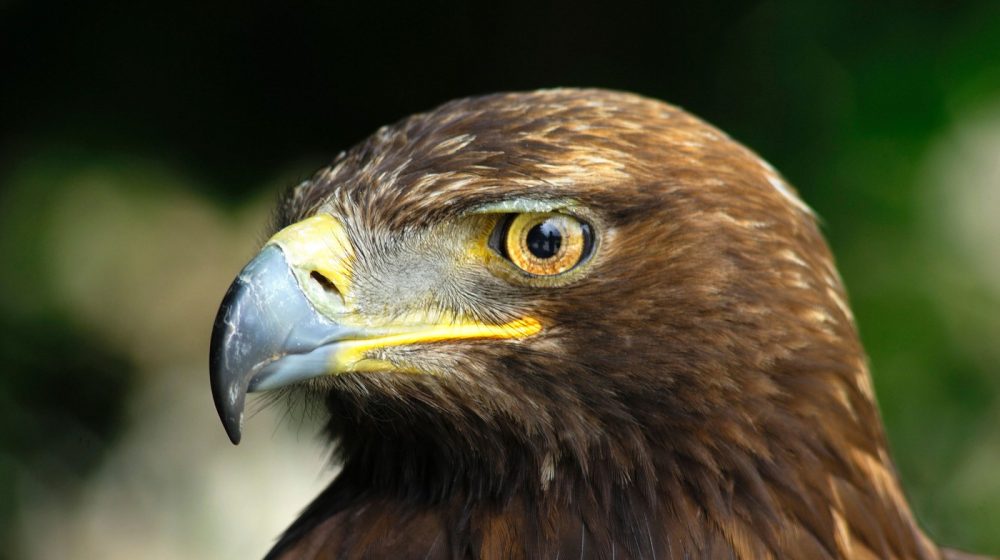 Koja životinja ima najbolji vid na svetu? 1