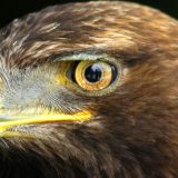 Koja životinja ima najbolji vid na svetu? 5