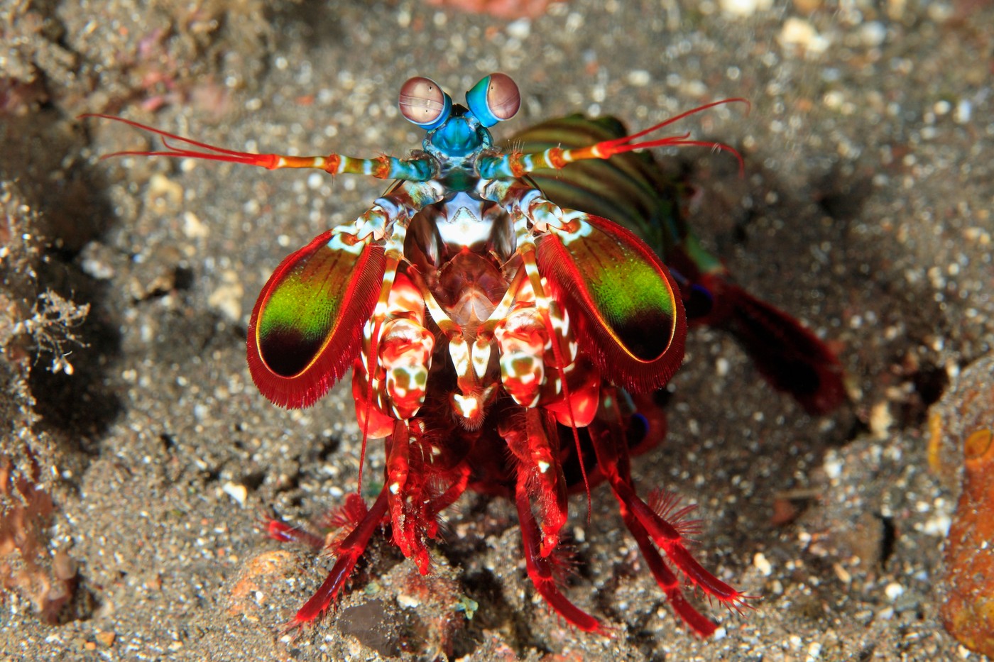 Koja životinja ima najbolji vid na svetu? 2 Koja životinja ima najbolji vid na svetu? 2