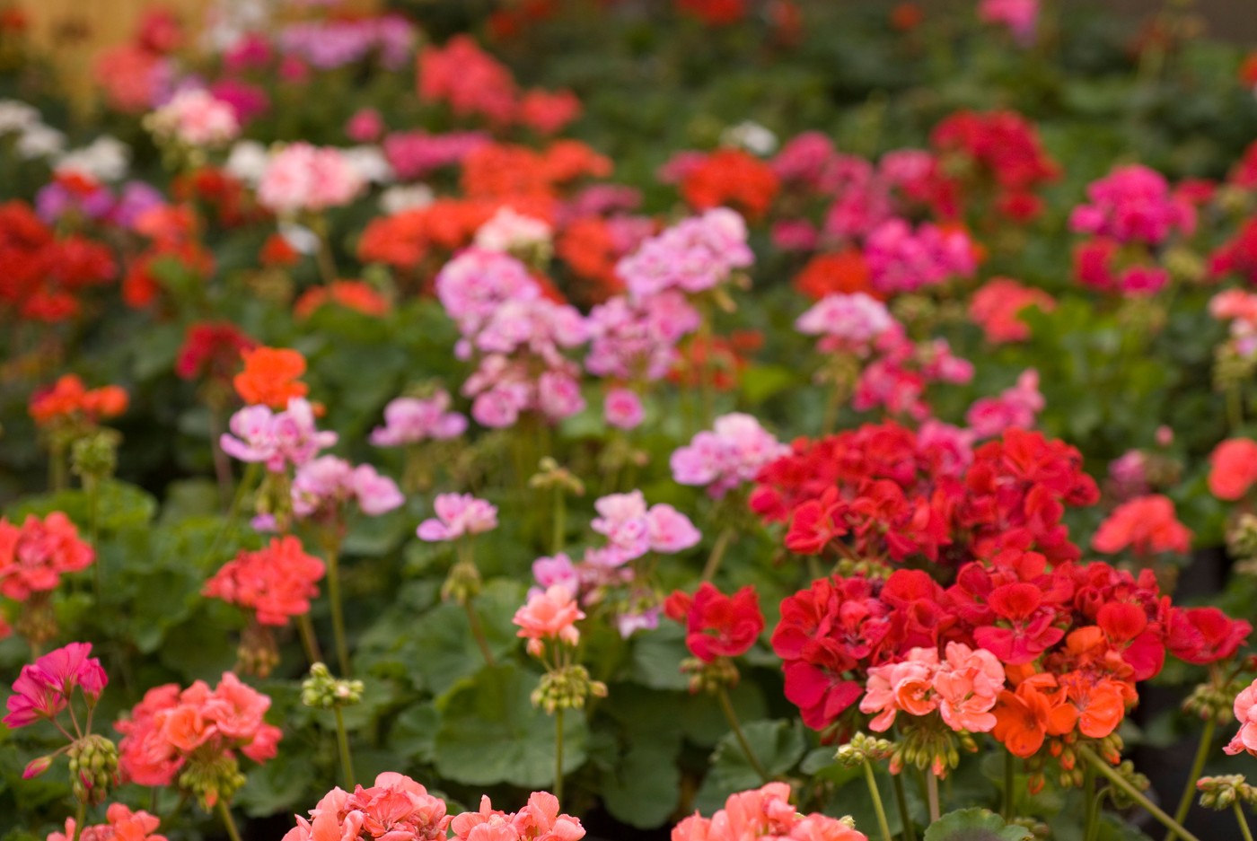 Najbolje biljke za sunčane i senovite terase, vrtove i balkone 2