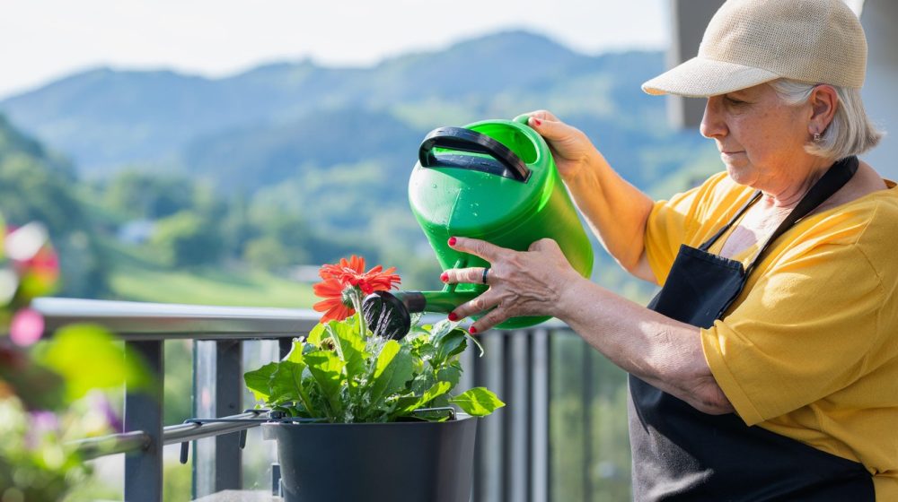Kada je najbolje zalivati biljke tokom vrućina – ujutru ili uveče? Samo jedan način je pravi, a mnogi greše 1