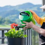 Kada je najbolje zalivati biljke tokom vrućina – ujutru ili uveče? Samo jedan način je pravi, a mnogi greše 5