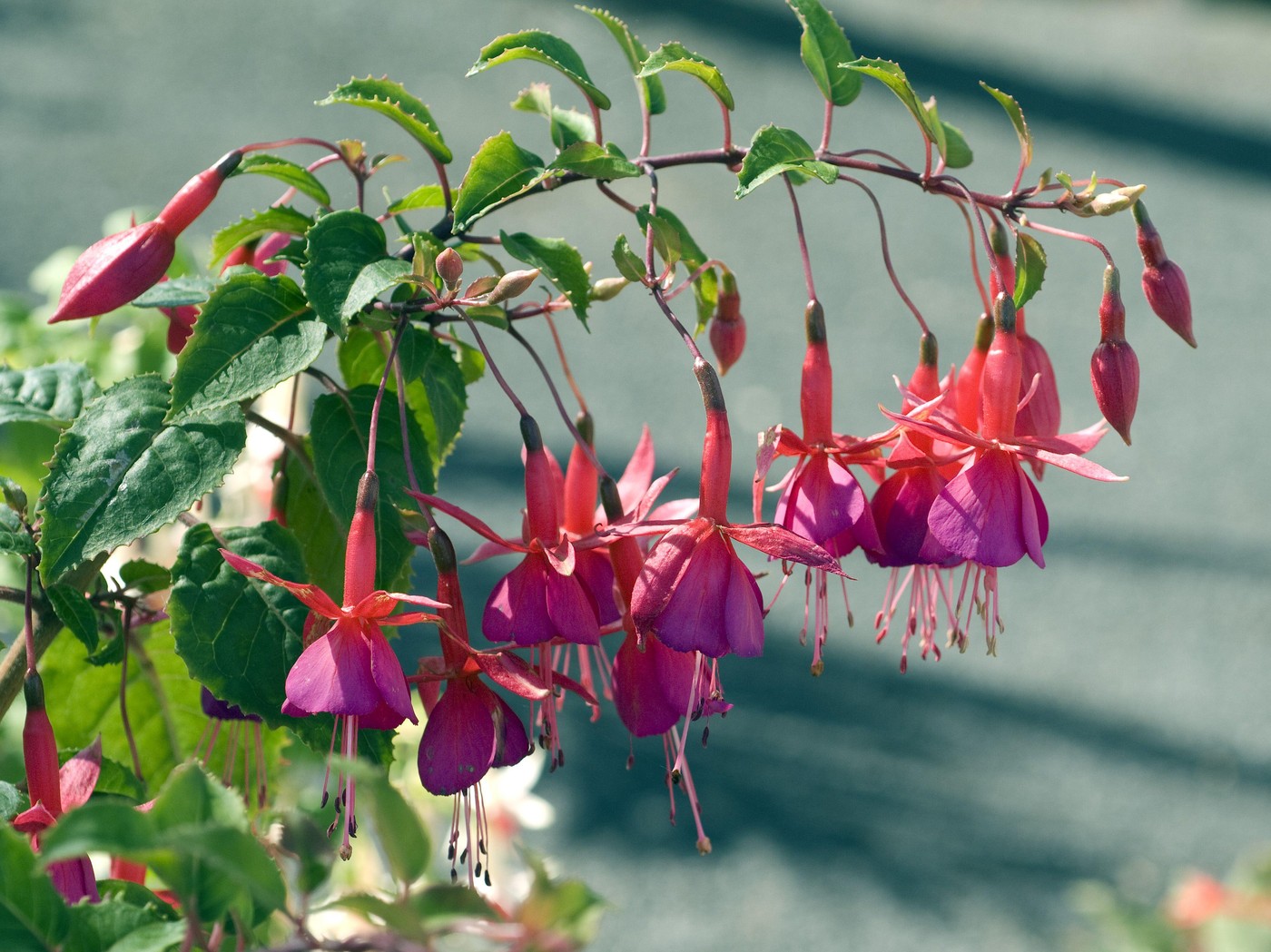 Najbolje biljke za sunčane i senovite terase, vrtove i balkone 4