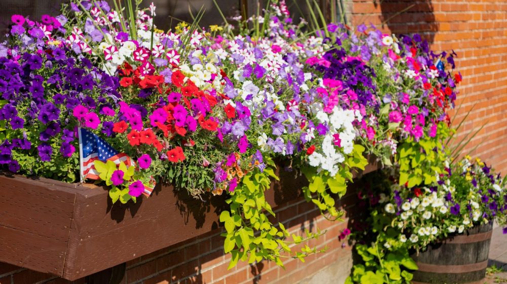 Najbolje biljke za sunčane i senovite terase, vrtove i balkone 1