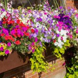 Najbolje biljke za sunčane i senovite terase, vrtove i balkone 5