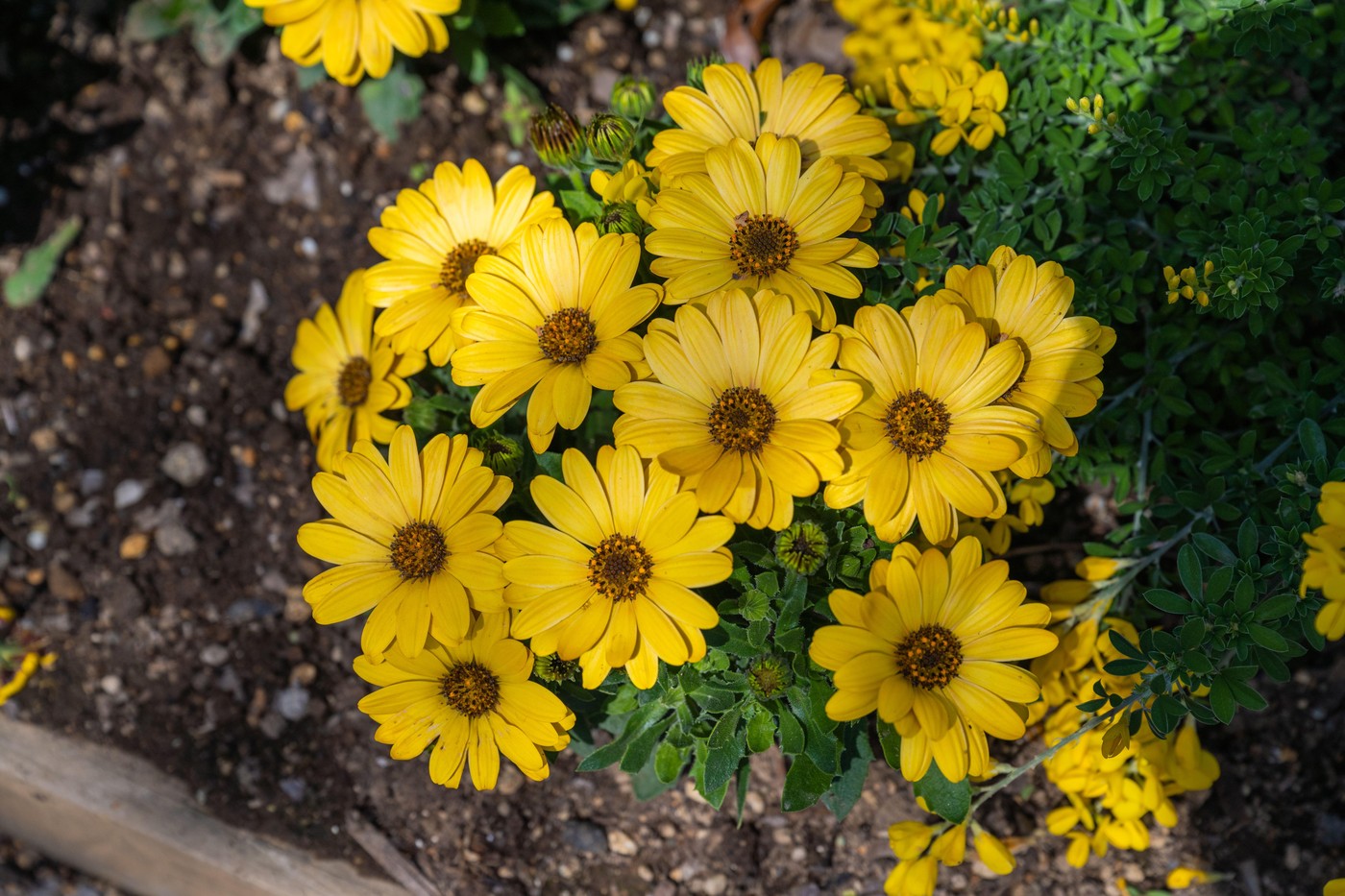 Najbolje biljke za sunčane i senovite terase, vrtove i balkone 3