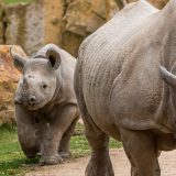 Deset crnih nosoroga preseljeno u Mozambik gde su bili istrebljeni 10