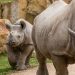 Broj crnih nosoroga u svetu se povećao, ali je broj drugih opao 6