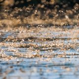 Kad reka procveta: Počelo je cvetanje Tise 3