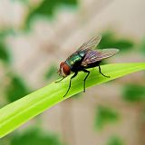 Stavite ovu biljku na sto i zaboravite na muve 3