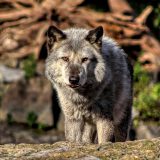 Tim biologa iz SAD: Pesme AC/DC i glas Skarlet Johanson teraju vukove od stoke 3