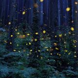 Da li smo zaista poslednja generacija koja će videti svice 4