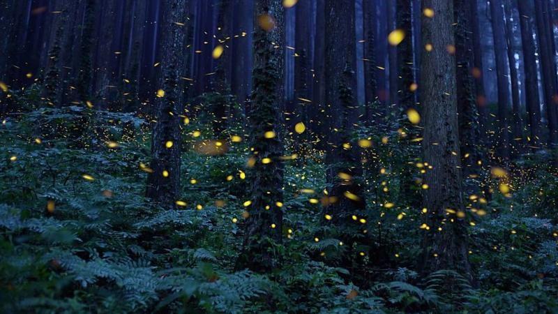 Da li smo zaista poslednja generacija koja će videti svice 1 svici