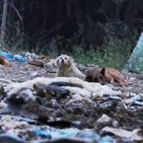 Dim, smeće i protesti: Blokada zbog deponije kod Novog Pazara 6