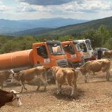 Ministarstvo nastavilo dopremanje vode na Suvu planinu za stoku 3