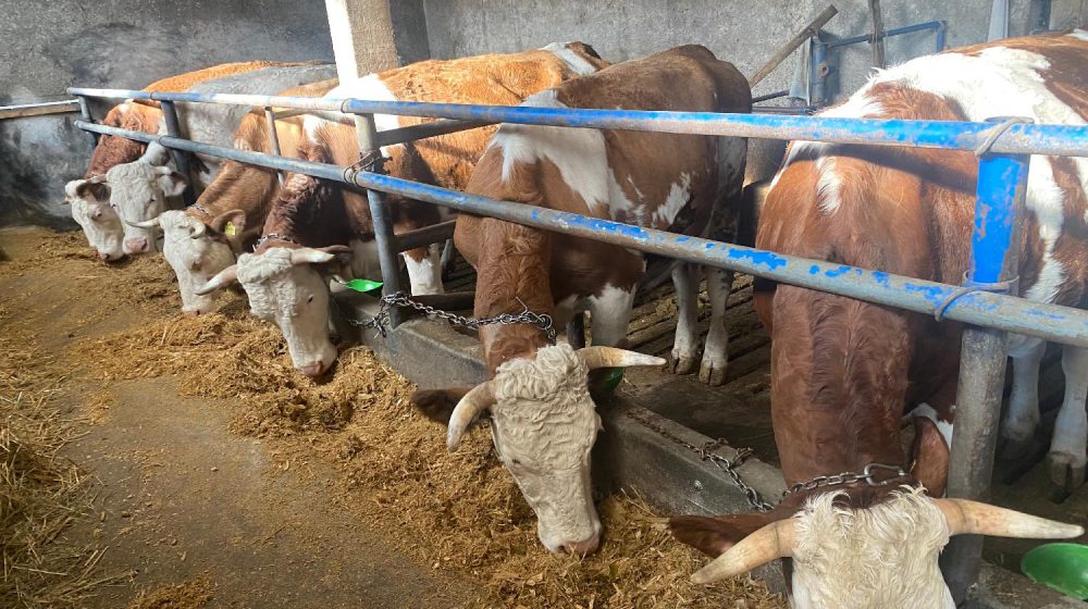 Veterinarski institut "Kraljevo" imenovan za svetsku Referentnu laboratoriju za kvrgavu kožu krava 1