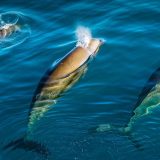 Nasukani kitovi i 'delfini koji viču': Kako čovekova buka ugrožava morske životinje 3
