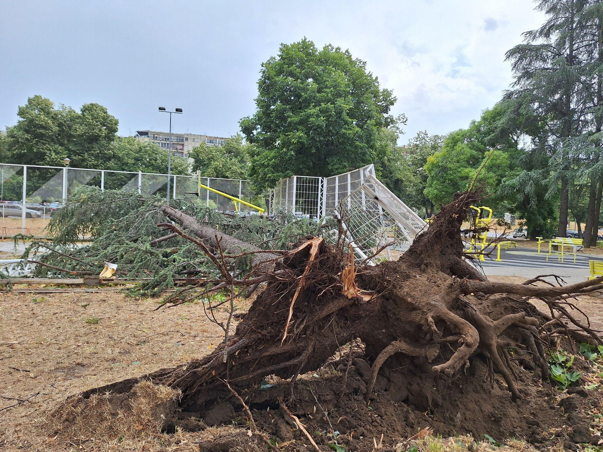 Oluja na Balkanu: Više povređenih u Beogradu i Splitu, nevreme širom Vojvodine 3 Počupano drveće iz korena u novobeogradskom bloku 70