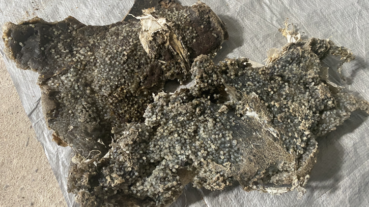 Najviše su kontaminirane plastične kuglice koje su izgorele u požaru, kažu forenzički hemičari