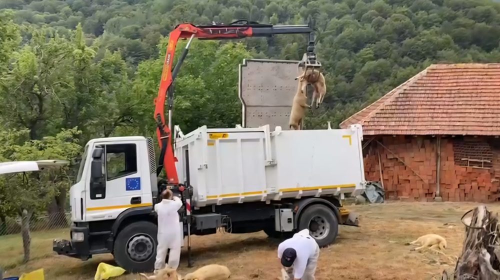 Utvrđena bolest plavog jezika u Bosilegradu: Oblast u poluprečniku od 100 kilometara proglašena zaraženom 1
