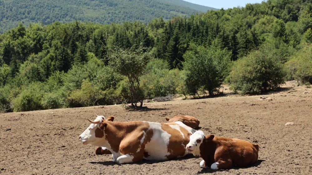 Ministarstvo poljoprivrede počelo izradu Nacrta zakona o dobrobiti životinja 12