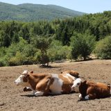 Ministarstvo poljoprivrede počelo izradu Nacrta zakona o dobrobiti životinja 6