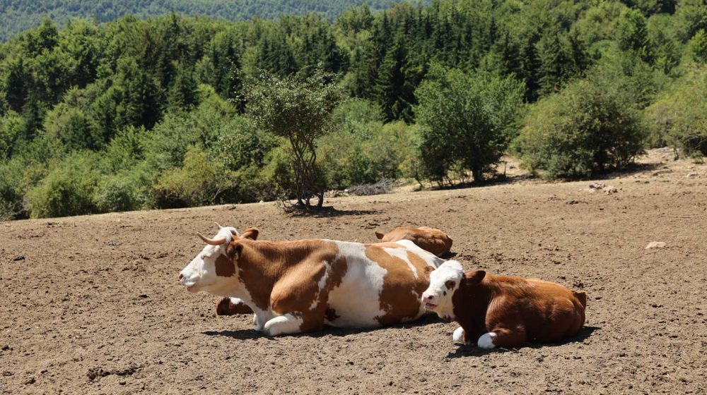 Ministarstvo poljoprivrede počelo izradu Nacrta zakona o dobrobiti životinja 1