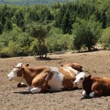 Raspisan poziv za podsticaje za organsko stočarstvo 4