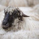 Glamočić sa ambasadorkom Izraela o izvozu ovaca i goveda 9