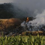 Veliki požar između Beočina i Rakovca: Gori nisko rastinje 12
