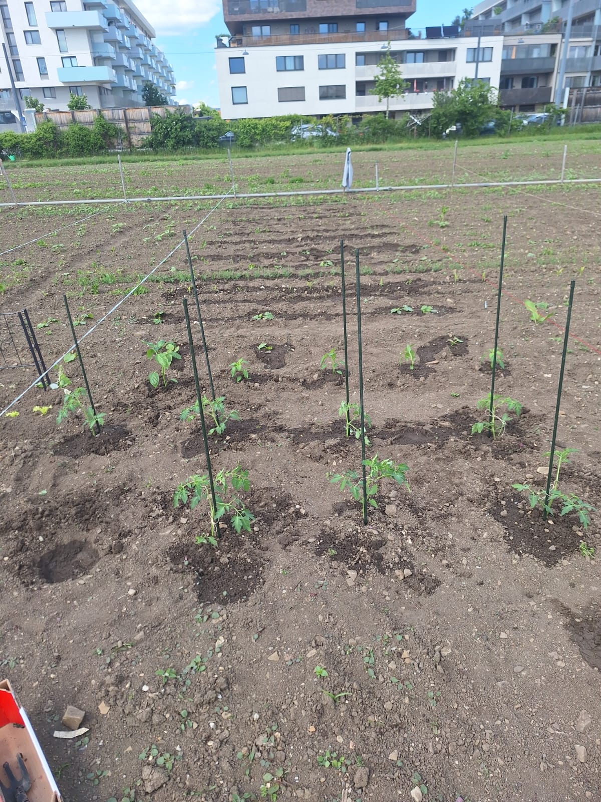 Parče zemlje za gajenje biljaka: Može li Beograd, poput drugih metropola, žiteljima da ponudi urbane bašte i kakav je njihov značaj? 2 Parče zemlje za gajenje biljaka: Može li Beograd, poput drugih metropola, žiteljima da ponudi urbane bašte i kakav je njihov značaj? 2