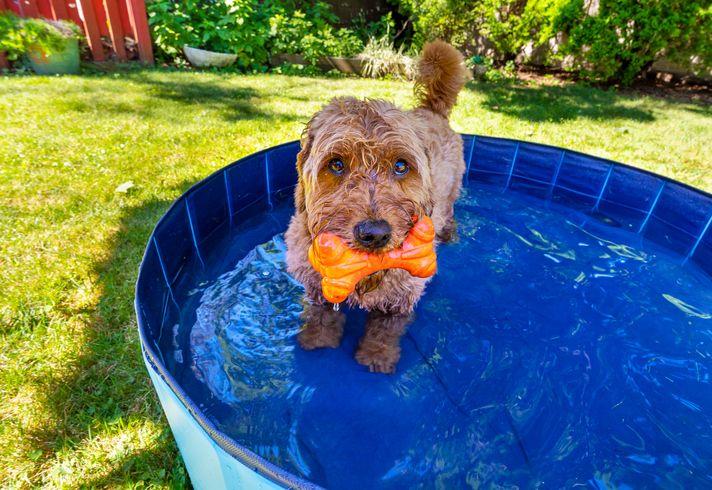 Kako zaštititi kućnog ljubimca tokom toplotnog talasa 6 Miniature goldendoodle enjoying a small splash pool on a hot summer day.