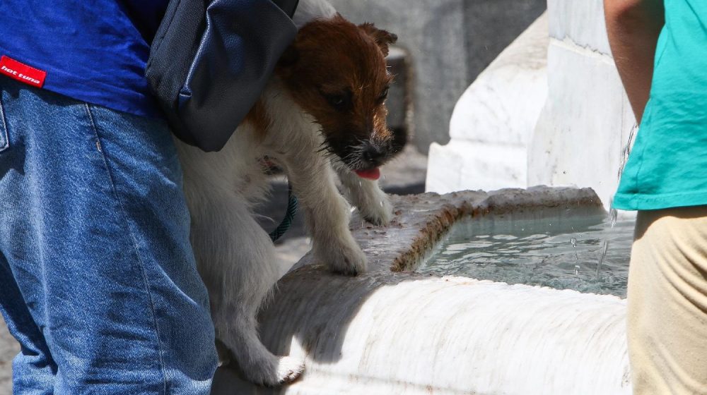 Leto 2025: Među najtoplijim i najsušnijim u istoriji merenja u Srbiji 1