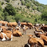 Ministarstvo poljoprivrede: Nije povučen Nacrt zakona o dobrobiti životinja, završene eKonsultacije 4