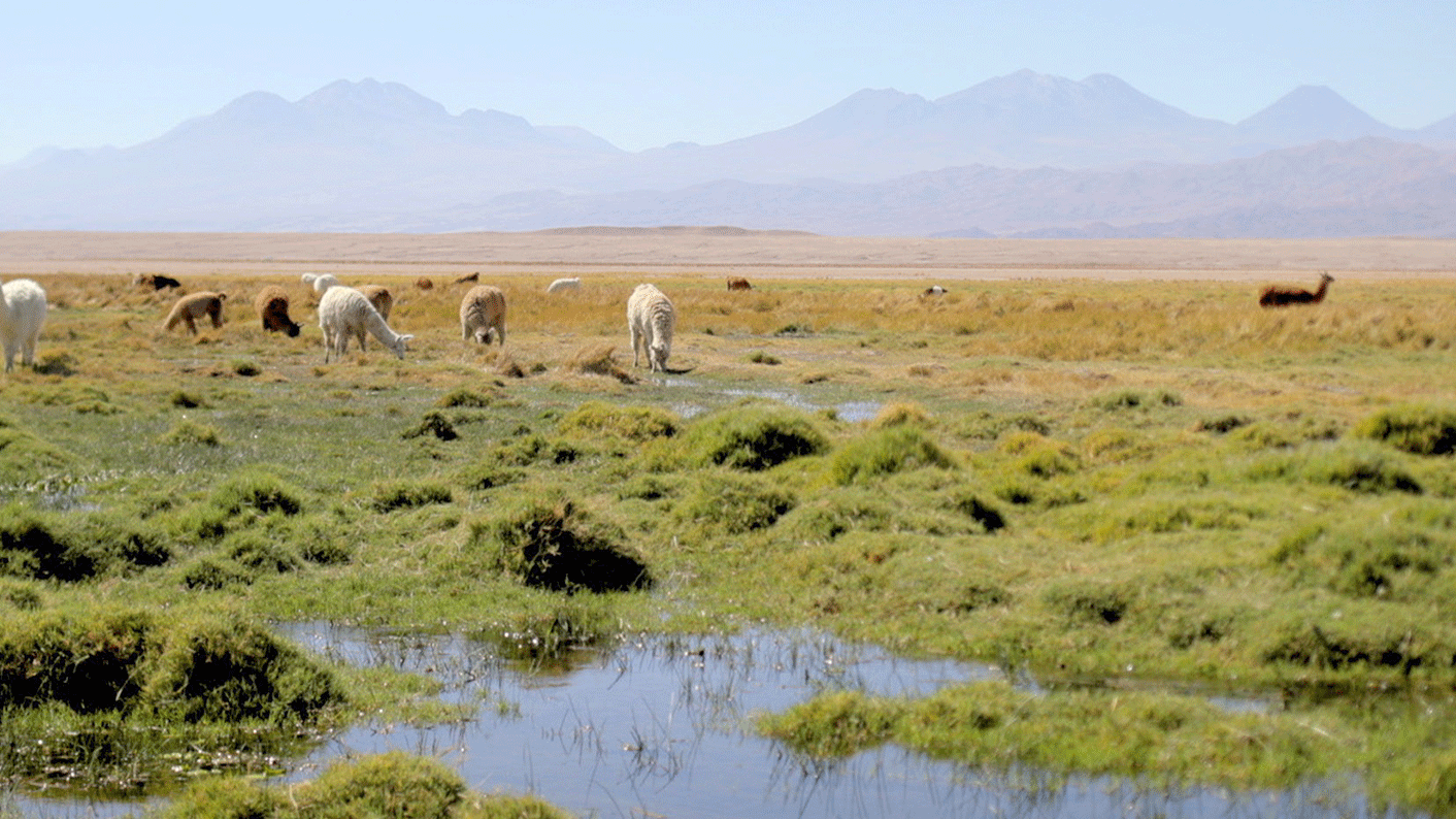 Iskopavanje litijuma u Čileu: 'Krade se naša voda, nestaju naše svete ptice' 8 lame, ravnica, ispaša