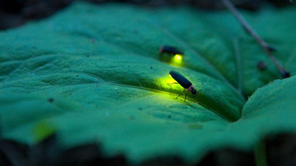 Da li smo zaista poslednja generacija koja će videti svice 2 svitac