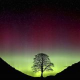 Dva muškarca osuđena na zatvor zbog uništavanja najpoznatijeg engleskog stabla 6