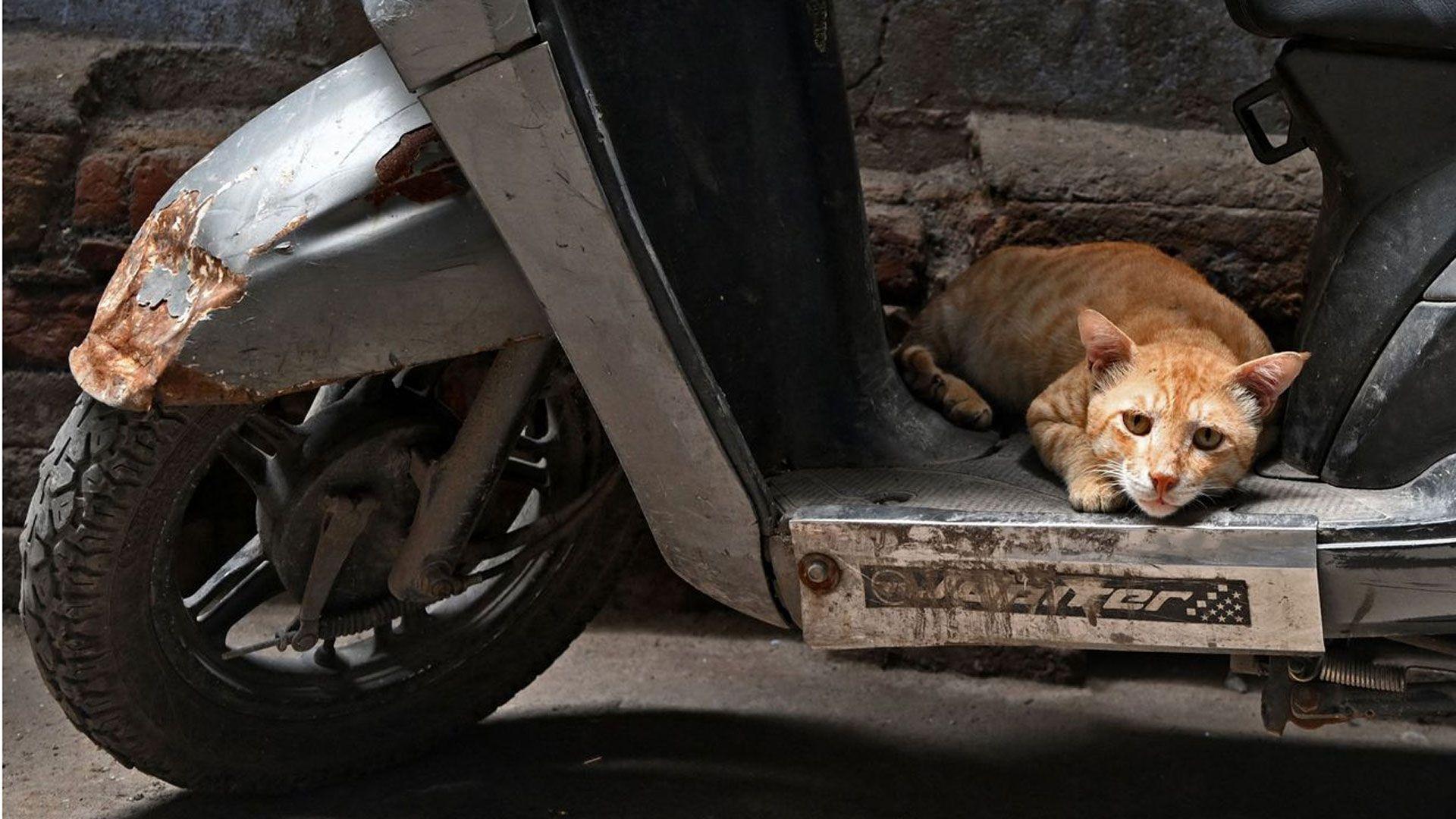 Riđe-bela mačka u spaljenom automobilu leži na prednjem sedištu i gleda u kameru