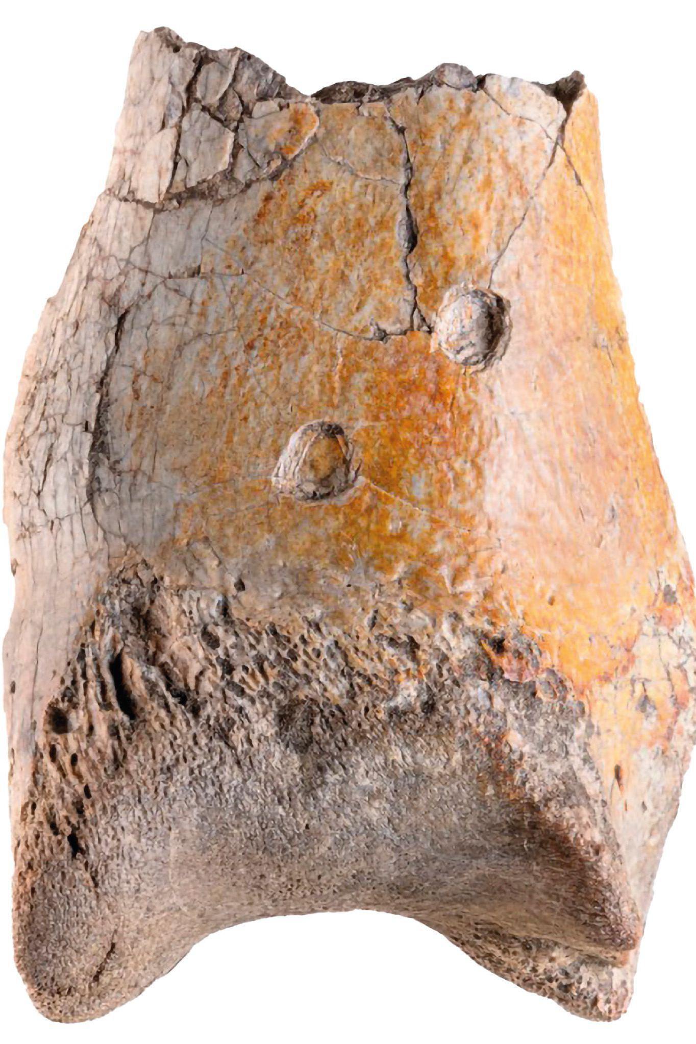 Praistorijska borba predatora: Ko je ubio 'pticu-teror' 3 Tragovi zuba na butnoj kosti